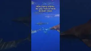 TOO MANY Sharks With Broken Jaws 😓 #sharks #savesharks #conservation #education #awareness