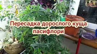 ПЕРЕСАДКА ВЕЛИКОГО КУЩА ПАСИФЛОРИ