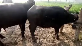 Successful buffalo meeting new 2021 and cow meeting// new video buffalo