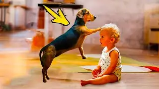 Mom took a dog for her paralyzed son. What happened next is incredible!