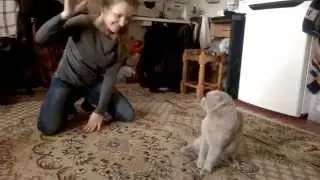 кот всерьёз дерётся!