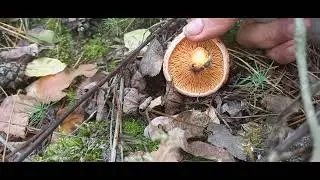 ‼️🍄Рыжулька🍄‼️