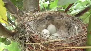 goldfinch bird nest eggs