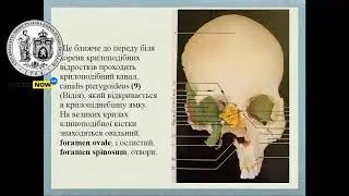 Зовнішня основа черепа. Черепні ямки.