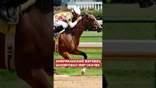 Конь Нугул, отстав на 200 м, вырвался вперёд и победил, показав казахский дух на скачках в Дубае!