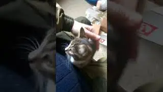 Котэ пришёл)