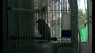 Щегол черноголовый