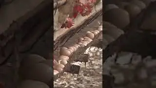 Tayvan Türkiye'den ithal edilen 127 ton yumurtada yasaklı kanserojen madde tespit ettiğini açıkladı!