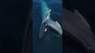The most spectacular animal on earth filmed feeding via drone!