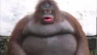 Is m0xy smarter than a Chimpanzee?