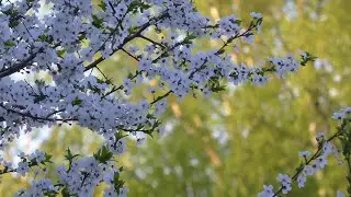 Видео под ключ.  https://www.youtube.com/channel/UC27gD_B3hEGYL2Bv-t4jmPg