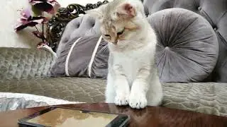 Kitten Dake plays | made a mess on the table. golden chinchilla