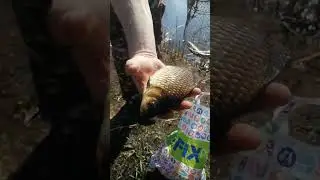 Весенняя рыбалка на поплавок 