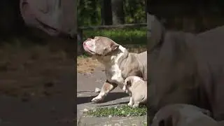 +7 920 007-19-14  #americanbully