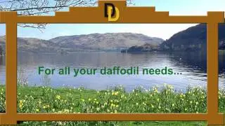 Dandy Daffodils Promotional Video