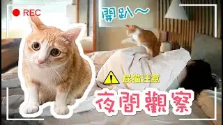 貓咪夜間觀察！Uni真面目？不要跟貓一起睡｜傲嬌爸的養貓日常