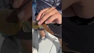 Vaya pez más guapo sacamos #fishing #pescaspinning #pesca #huelva #fish #fishinglife