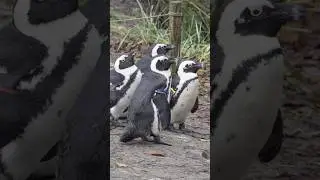 Camouflage bij pinguïns  