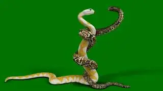 Green screen video double nagin green 2024