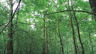Звуки природы, пение птиц, звуки леса
