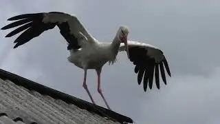 Чистые пруды, застенчивые ивы, как девчонки, смолкли у воды...