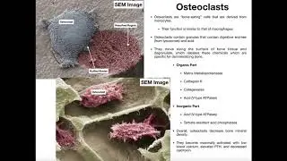 Physiology of the Osteoclast