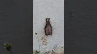 Кубинская летучая мышь 🦇