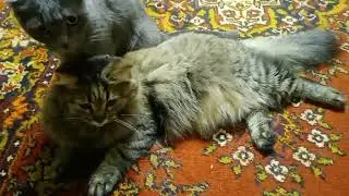 Гигиенические процедуры ( архивное видео)
