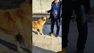 Dog behavior correction. +77075299363 WhatsApp Murat.