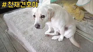 호야 도대체 왜 그래 !! (천재 강아지 )