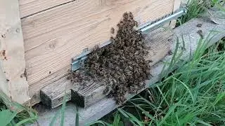 Поздний Отводок. Карпатка