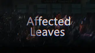 Affected Leaves