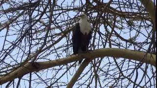 african fish eagle