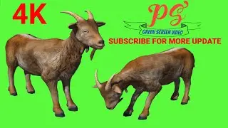 Goat Green screen video, Green screen video, Copyright free!