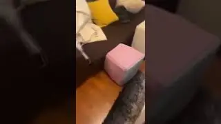 Cat Wants His Mail