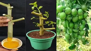 How to grow Lemon tree from cuttings Easily for FREE | Cuttings Propagation