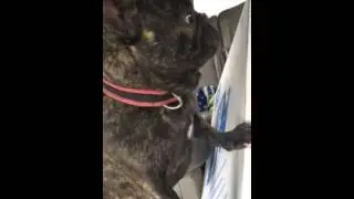 Piggy the French bulldog says she doesn't want to sit