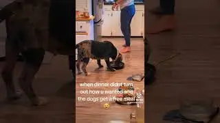 Dogs get a free meal #pitlove