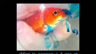 Mouvements respiratoires d'un poisson rouge