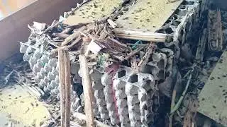 PETERNAKAN JANGKRIK UNTUNG GEDE