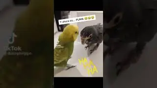 Había Una Vez Un León que se comió un jabón