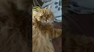 Когда своими приколами спать мешают #котик #cat #юмор #котики #animals #humor