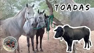 Toada , Grandes Poetas, Mimin do Gado, Lázaro, Tetê