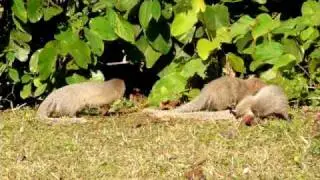 Mongeese in India - four of them