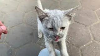 Poor Stray Cat Holding My Leg Ask To Save Him He Didn't Let Me Go & Leave Him Rescue Before & After