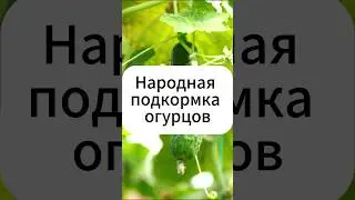 Августовская подкормка огурцов!  #дача #огород #огурцы  #сад