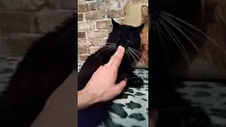 Кот Босс Показал кто в доме хозяин)