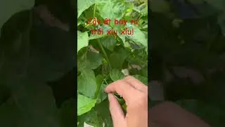 Cây ớt bay lá bự trái nhỏ ăn rất ngon #shorts #ot