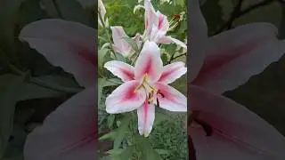 Красуня лілія😍 #дачнийагроном #квіти #flowers #garden #сад