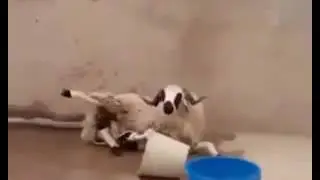 Bakın hayvancağıza ne yaptılar